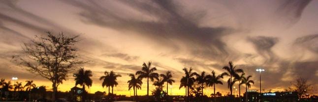 Palm trees silhouetted at sunset — Naples Florida